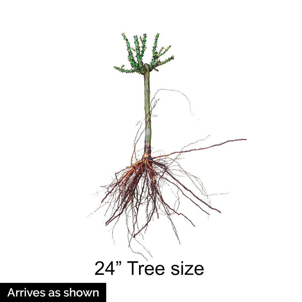 Bare Root Tree Rose Y672