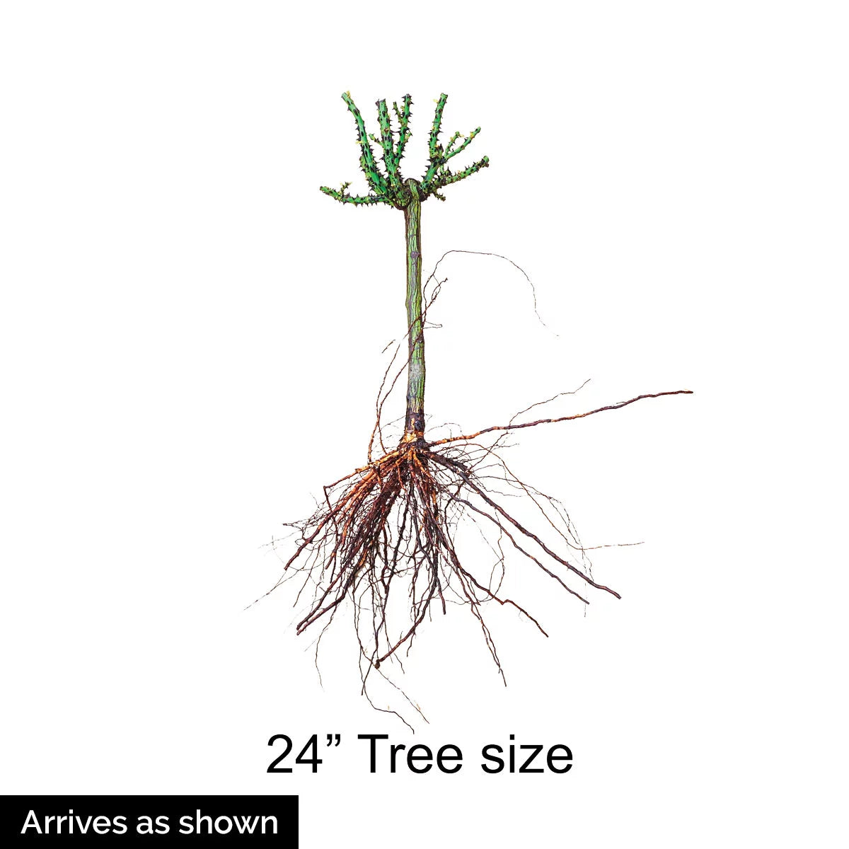 Bare Root Tree Rose Y672