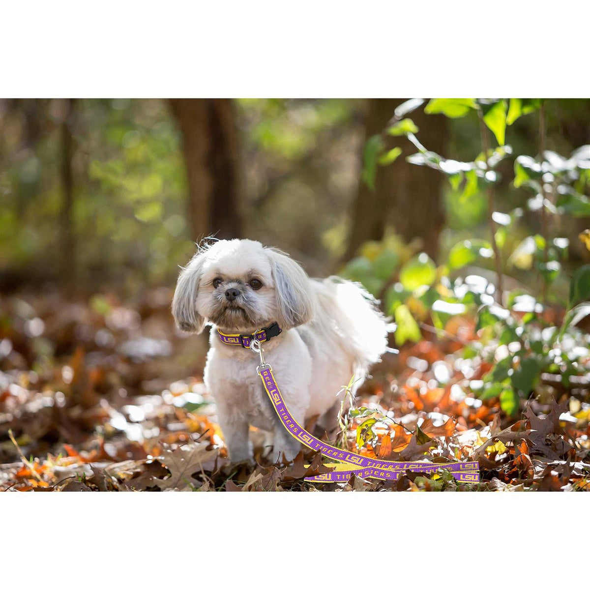 Pet Leash I645505