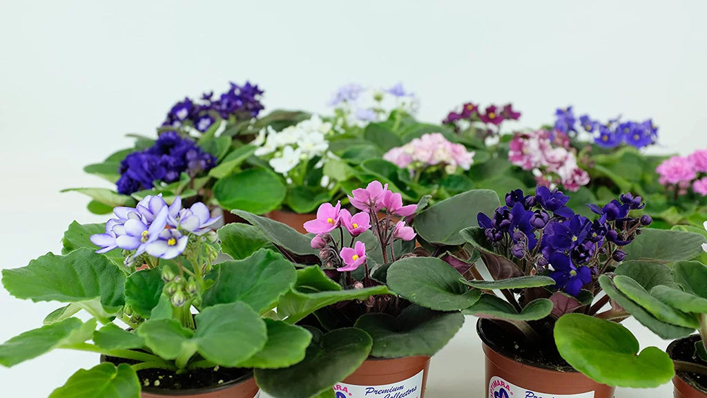 African Violet Variety Pack 4 Assorted Plants Y9581