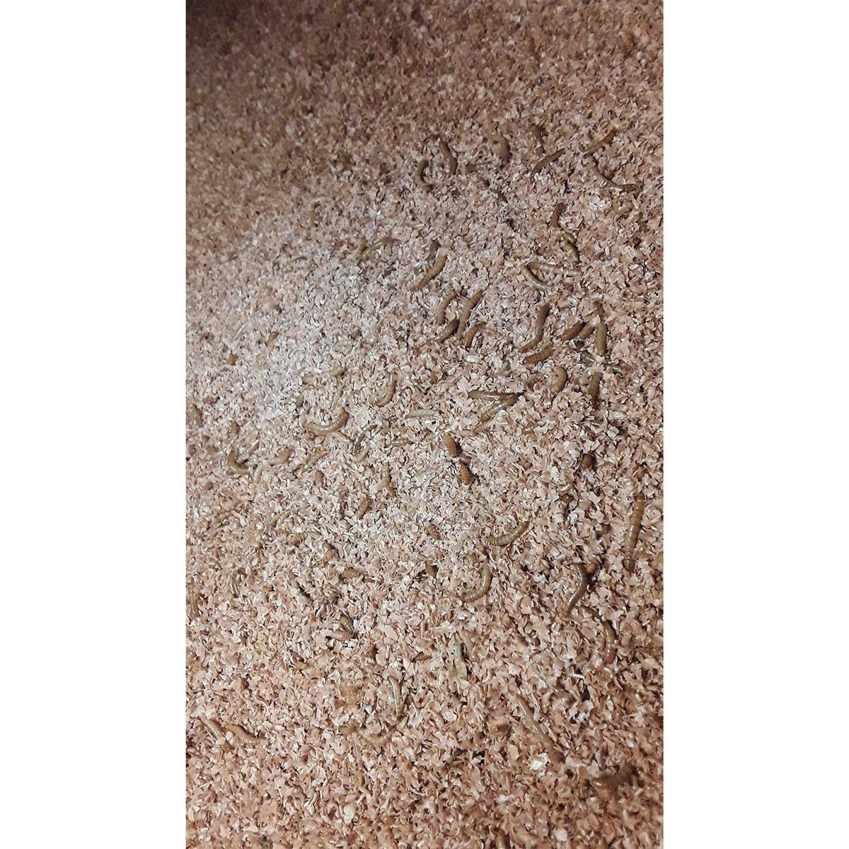 Mealworm and Superworm Bedding O427