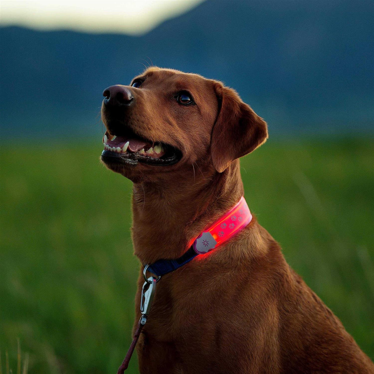 LED Collar Cover J9456