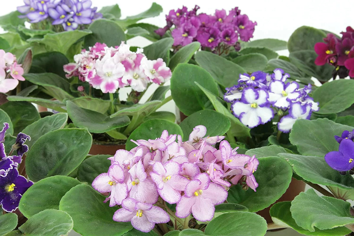 African Violet Variety Pack 4 Assorted Plants Y9581