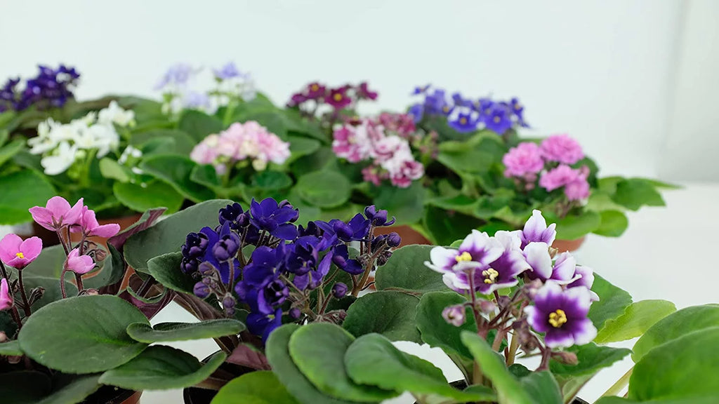 African Violet Variety Pack 4 Assorted Plants Y9581