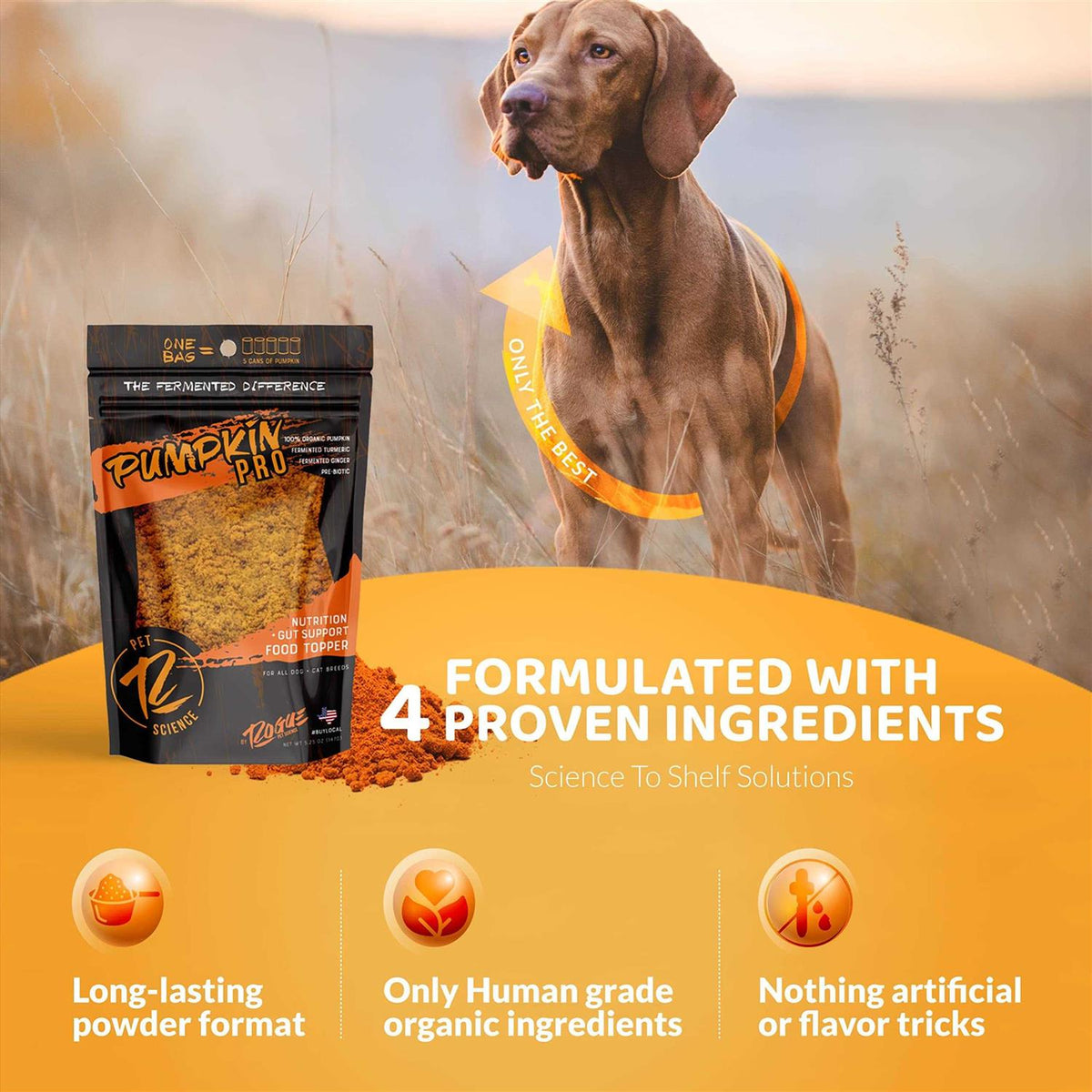 Pumpkin Dog Food Topper D640881