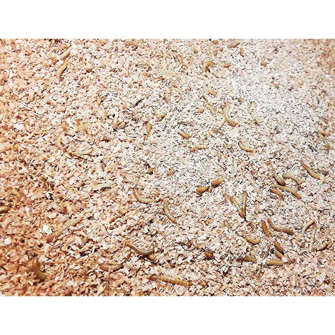 Mealworm and Superworm Bedding O427