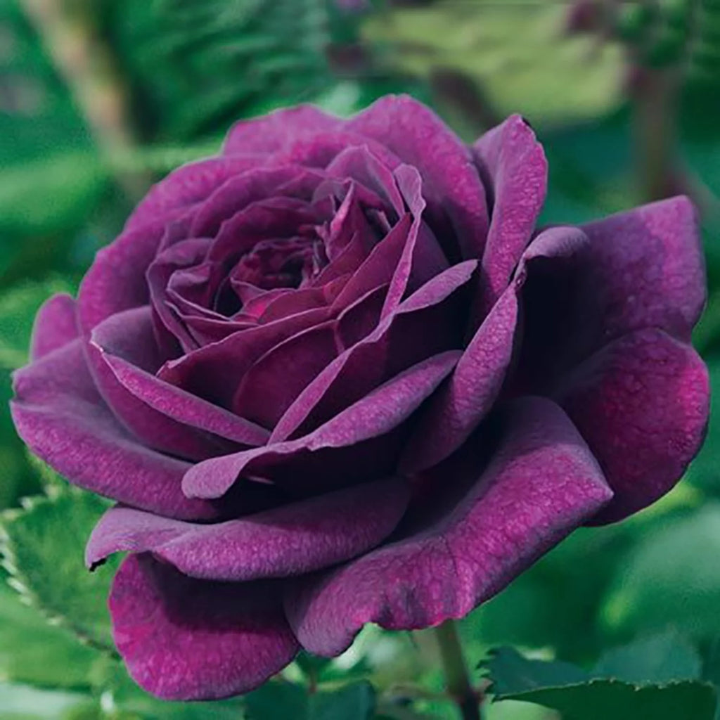 Bare Root Tree Rose Y672