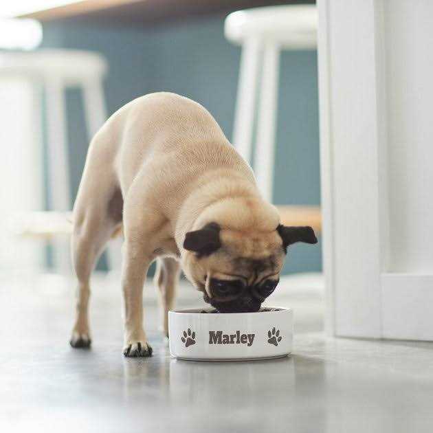 Ceramic Dog Bowl Z261