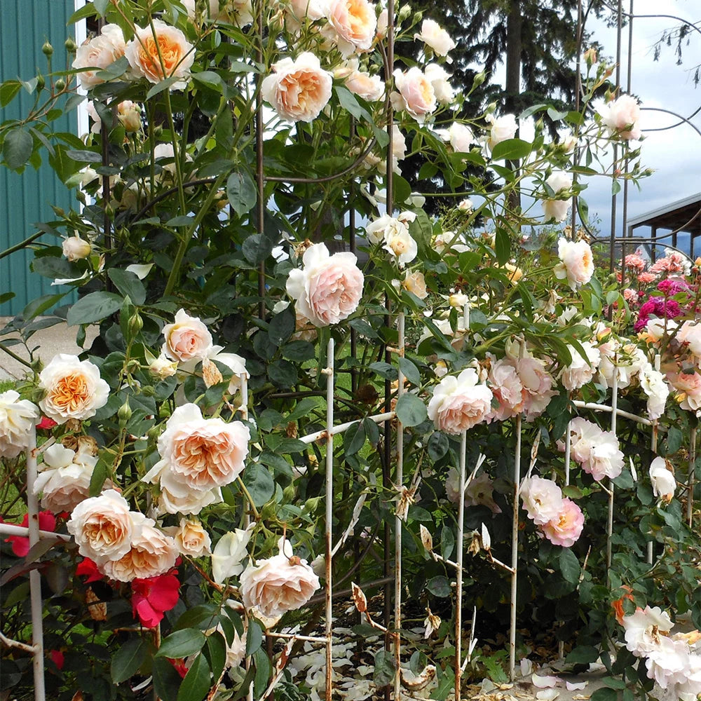 One Gallon English Rose P675