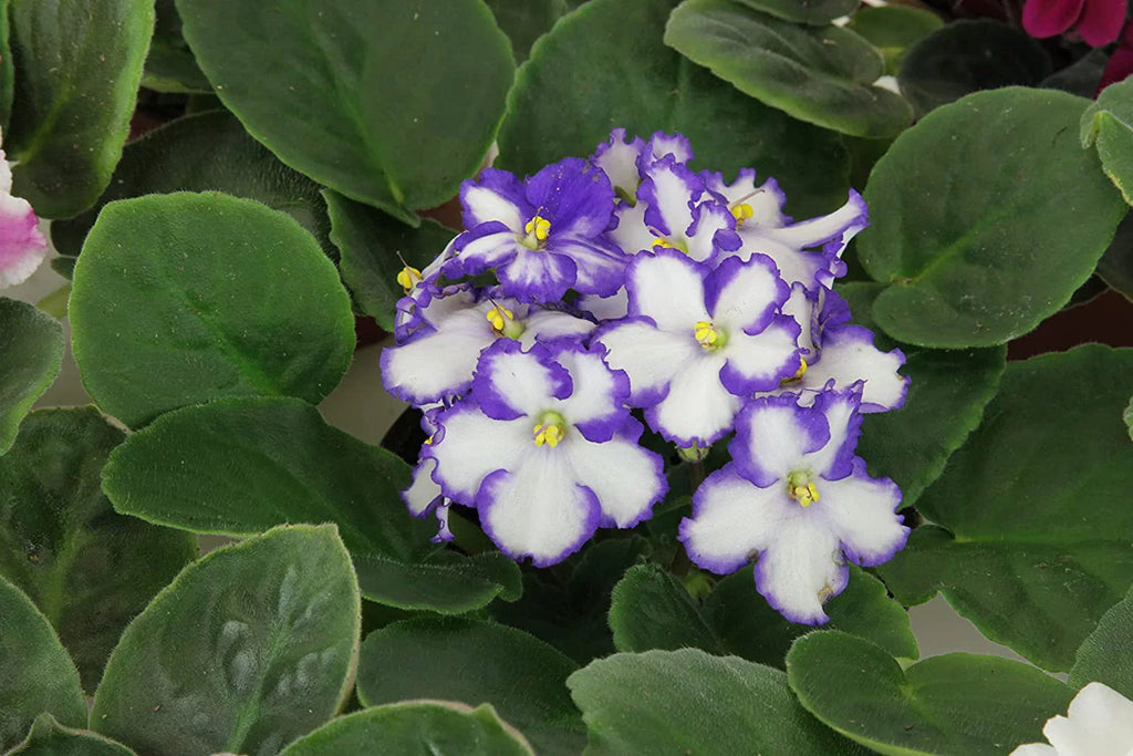 African Violet Variety Pack 4 Assorted Plants Y9581