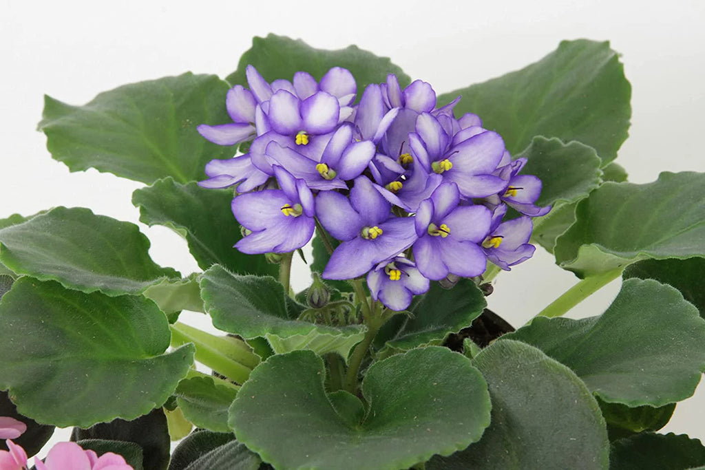 African Violet Variety Pack 4 Assorted Plants Y9581