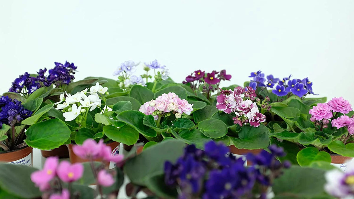 African Violet Variety Pack 4 Assorted Plants Y9581